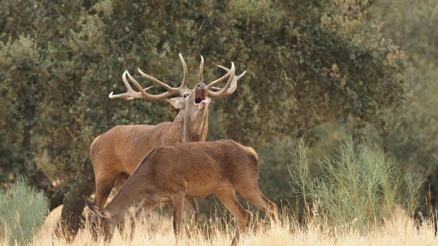 El PP pide crear la figura del acompañante del cazador para personas que no quieren portar armas.