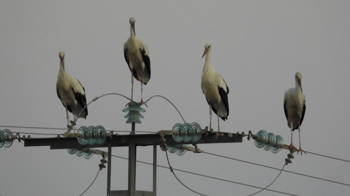 Imagen de archivo de cigüeñas en un tendido eléctrico.