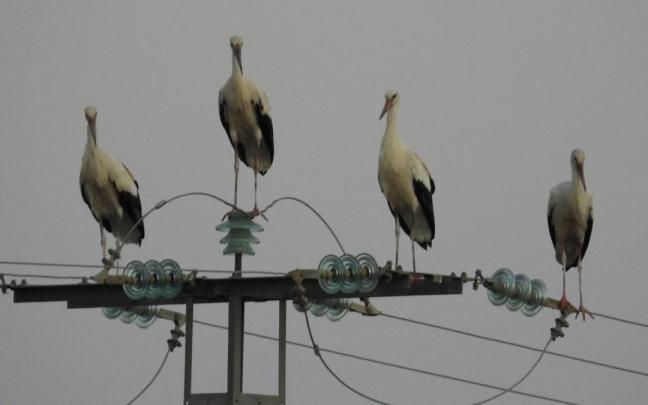 Imagen de archivo de cigüeñas en un tendido eléctrico.