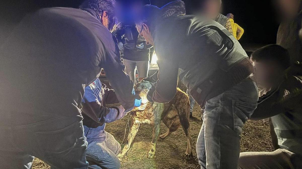 Efectivos de la Guardia Civil tratan de leer el microchip de uno de los perros de pastoreo implicados en el ataque.