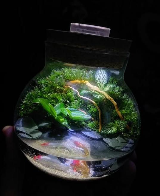 Sus terrarios más peculiares tienen una luz led incorporada.