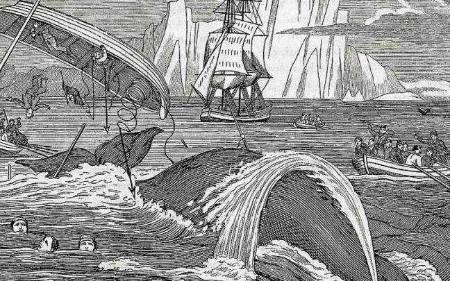 Un grabado recoge lo dura y muchas veces peligrosa que era la pesca de la ballena. Un grabado recoge lo dura y muchas veces peligrosa que era la pesca de la ballena.