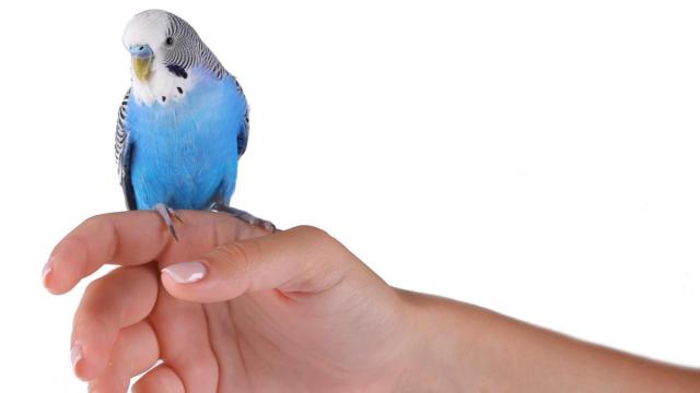 Un periquito azul, fuera de su jaula.