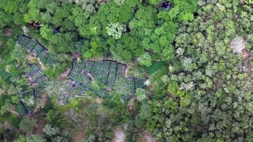 Los detenidos presuntamente habían preparado diversos espacios del Pirineo, al ser abrupto y no apto para el cultivo.