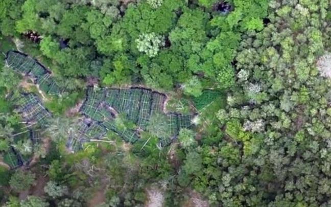 Los detenidos presuntamente habían preparado diversos espacios del Pirineo, al ser abrupto y no apto para el cultivo.