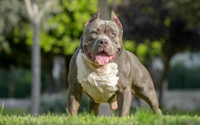 Un perro de la raza American Bully.