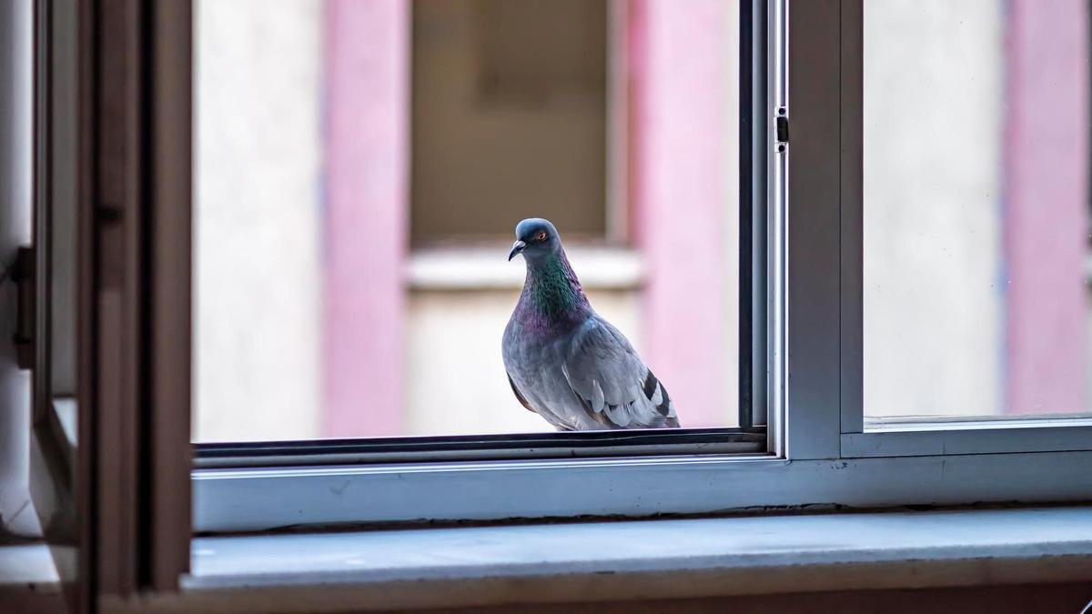 Una paloma posada en una repisa junto a una ventana abierta.
