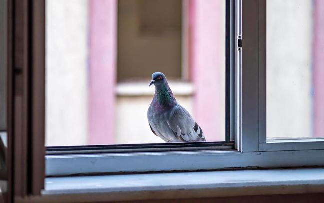 Una paloma posada en una repisa junto a una ventana abierta. Una paloma posada en una repisa junto a una ventana abierta.