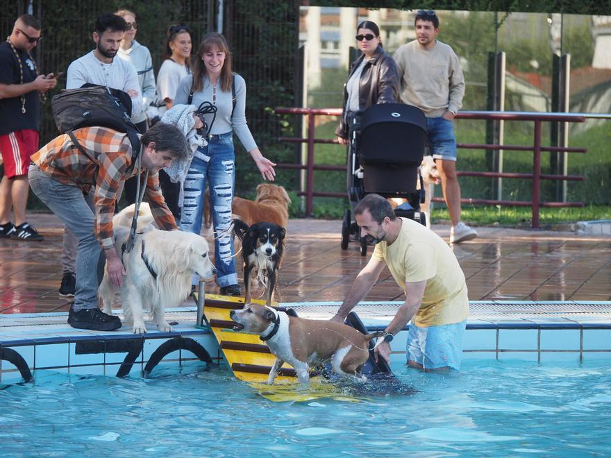 Los perros han contado con una rampa para acceder a la piscina grande, aunque lo cierto es que no les daba mucha confianza.