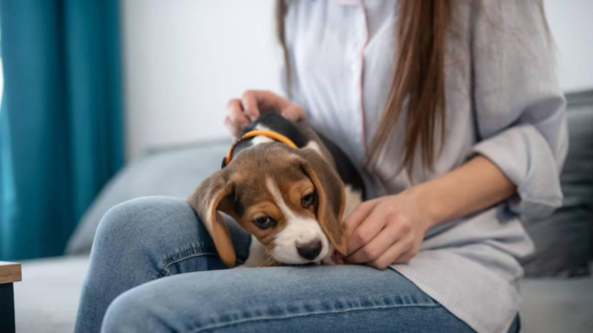 Dueña acaricia a su cachorro mientras lo coge en brazos.