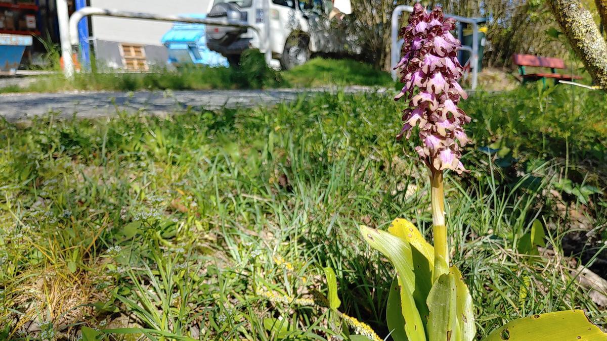 Historia de una orquídea única arrancada en Pamplona