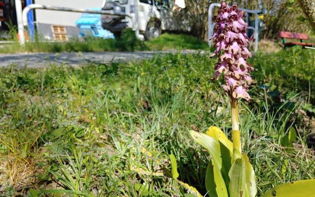 Historia de una orquídea única arrancada en Pamplona