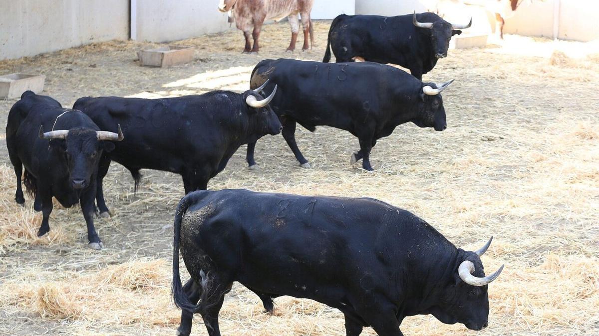 Victoriano del Río, ganadería para el encierro y la corrida del miércoles 13 julio .