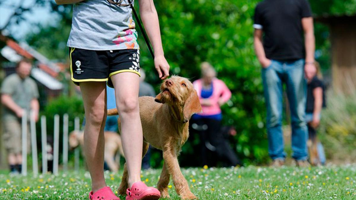 Un perro, con su dueña.