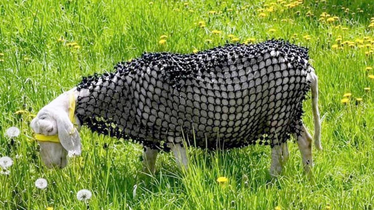 El curioso invento para evitar mordeduras que ha patentado un ganadero austríaco