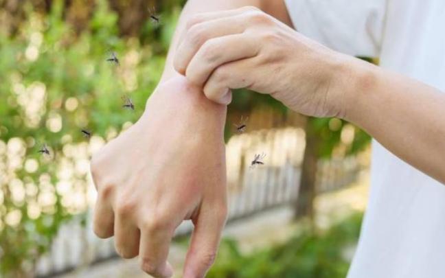 Sus zumbidos interrumpen el sueño y sus picaduras pueden causar desde una simple molestia hasta reacciones alérgicas.