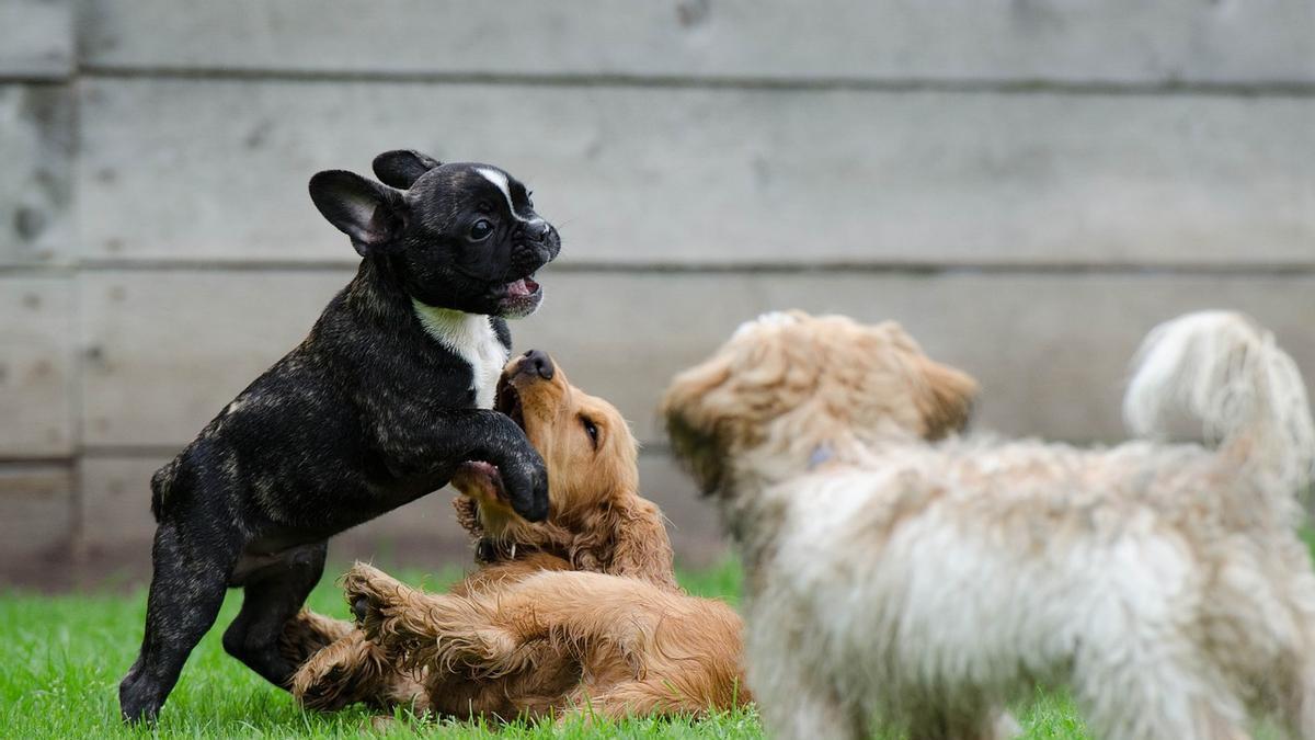 Perros jugando