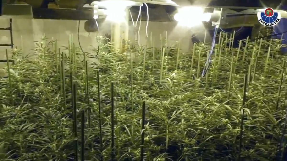 Plantas de marihuana descubiertas durante la operación antidroga. X: @ERTZAINTZAEJGV