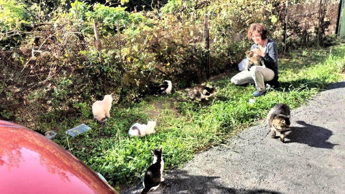 "Callejeritos de Trapagaran" atiende en estos momentos a cerca de 60 gatos en varias colonias