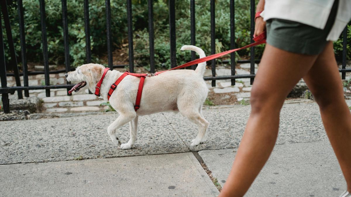 Perro pasea junto a su dueña con una correa roja
