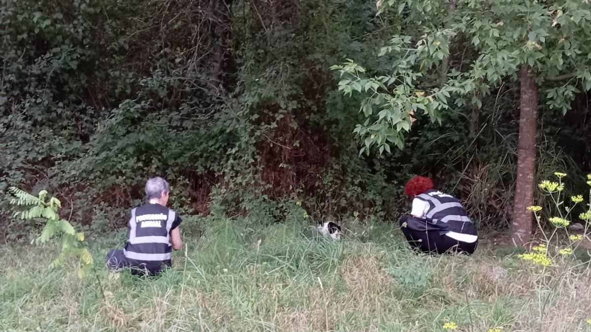 Las voluntarias de Lau Katu Beasain rescatando a Salba.