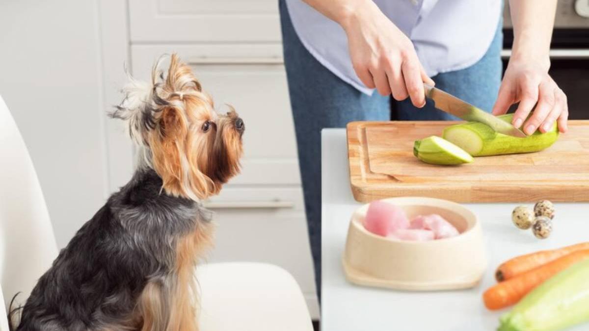 Cada vez más dueños de mascotas buscan opciones naturales para mejorar la alimentación de sus perros.