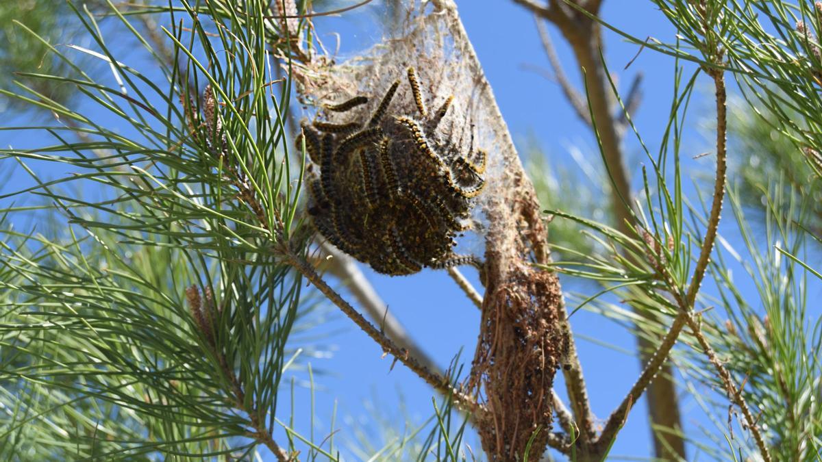 Un nido de orugas de la mariposa procesionaria en una rama de pino.