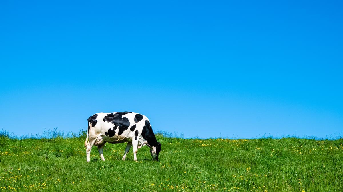 Imagen de archivo de una vaca.