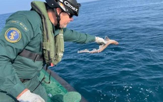 Un agente de la Guardia Civil sostiene uno de los ejemplares vivos liberados