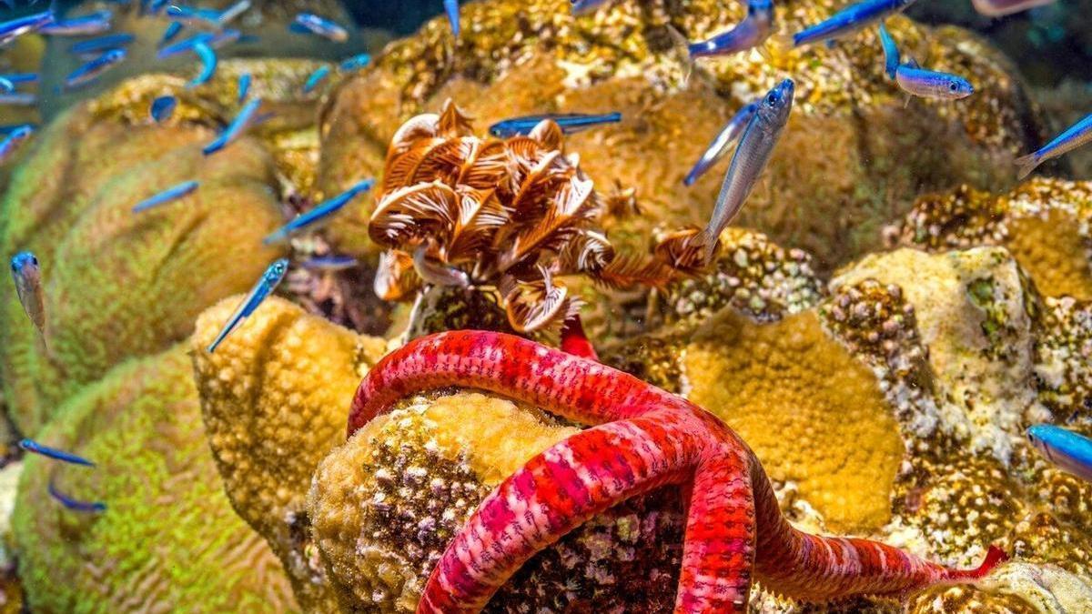 Los secretos que atesora los mares y los océanos protagonizan una vez más el festiva de cine submarino.