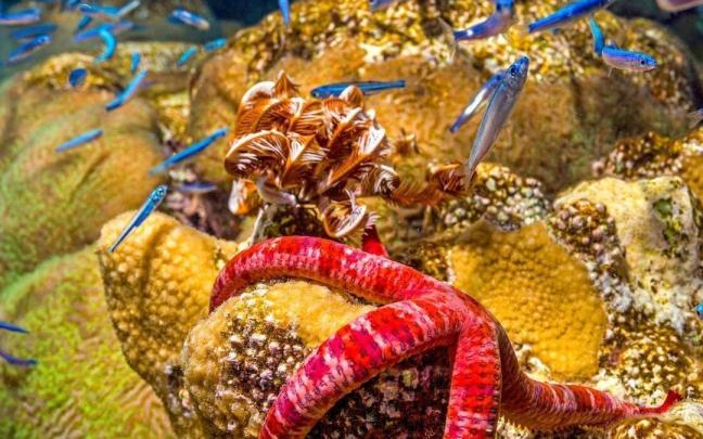 Los secretos que atesora los mares y los océanos protagonizan una vez más el festiva de cine submarino.