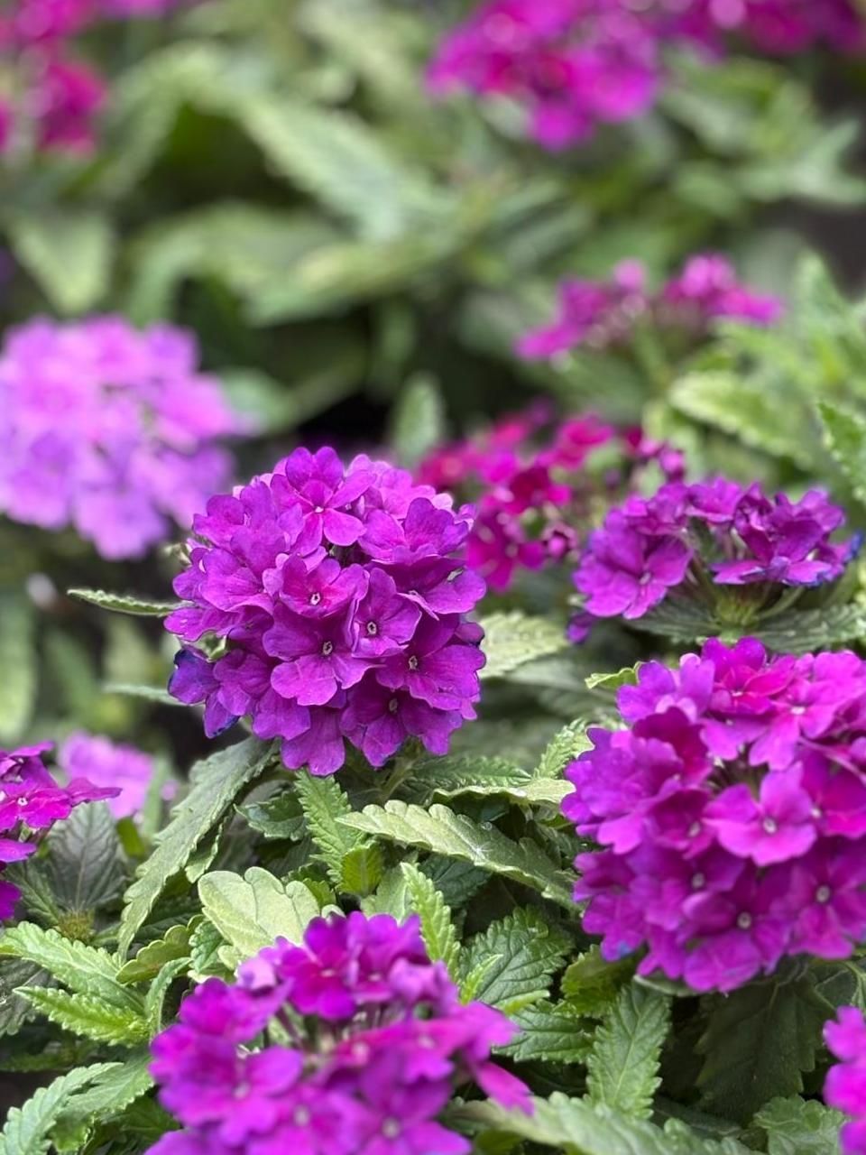 La verbena se caracteriza por sus pequeñas flores agrupadas en ramilletes.