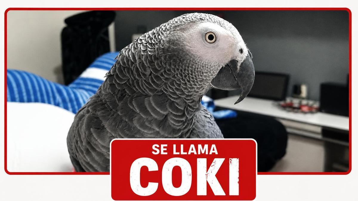 Buscan al loro Coki que desapareció en Usansolo el 14 de mayo