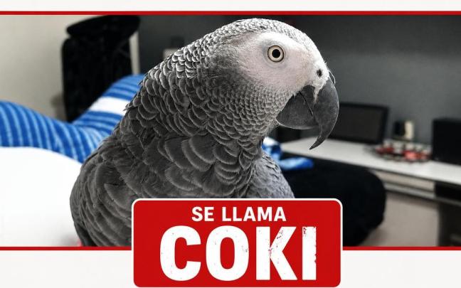 Buscan al loro Coki que desapareció en Usansolo el 14 de mayo