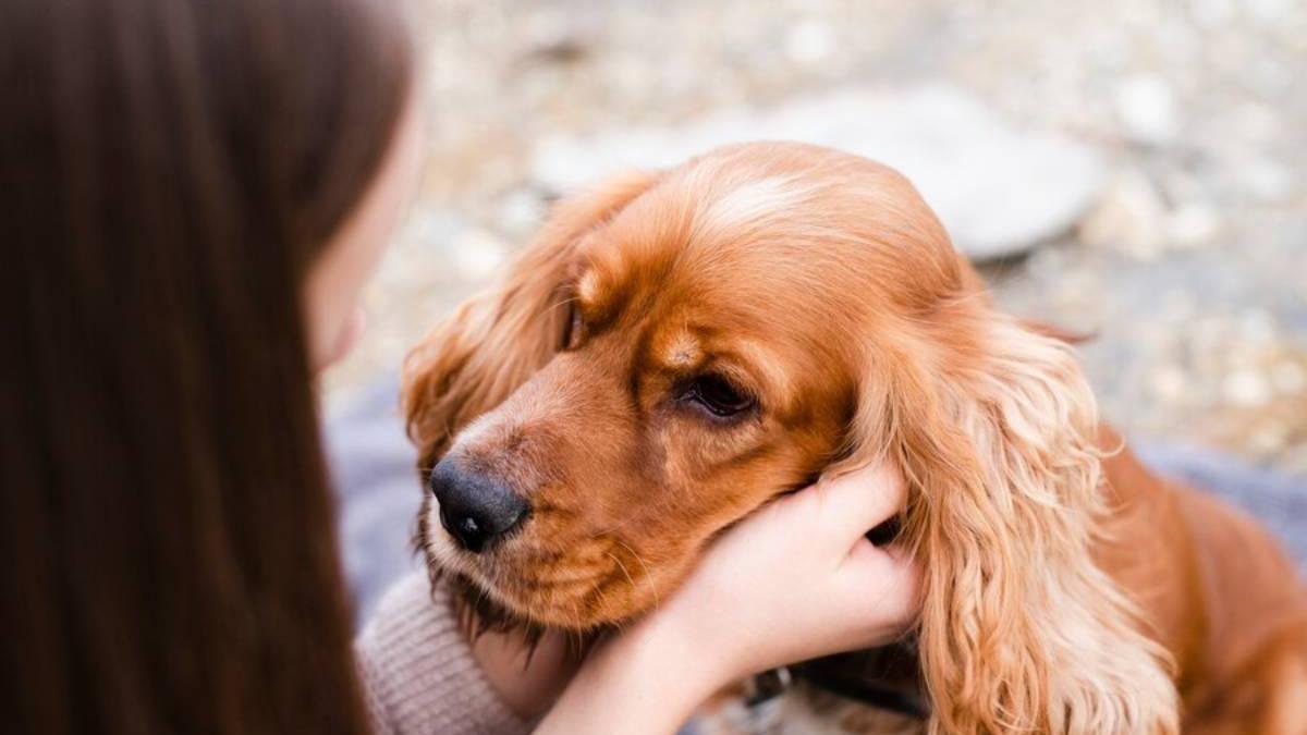 Día Mundial del Perro Adoptado: pasos a seguir y los mejores consejos para adoptar