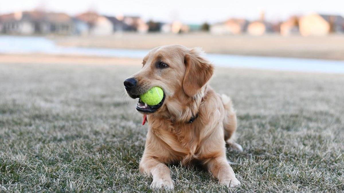 Golden retriever jugando con una pelota de tenis en la boca