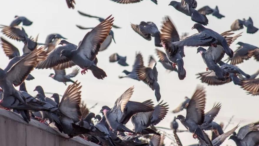 Palomas en vuelo de descenso hacia un tejado