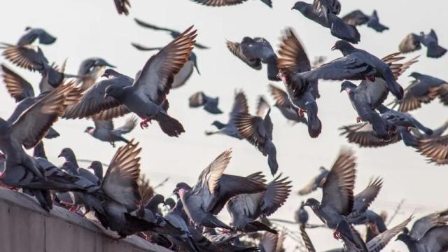 Palomas en vuelo de descenso hacia un tejado