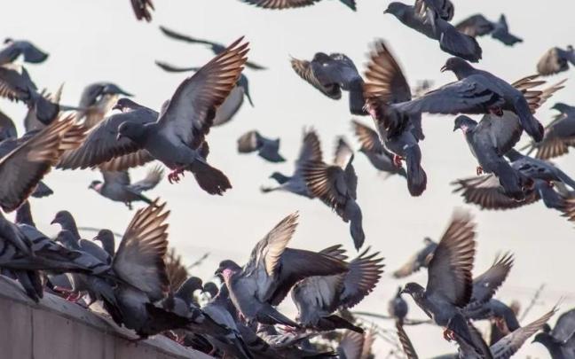 Palomas en vuelo de descenso hacia un tejado
