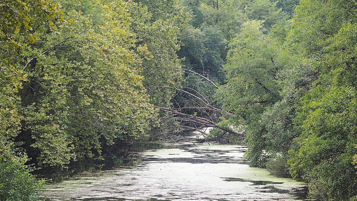 El arbol llega de una orilla otro del río Deba a su paso entre los barrios de Arriaga y Altzola.