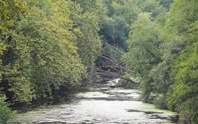 El arbol llega de una orilla otro del río Deba a su paso entre los barrios de Arriaga y Altzola.
