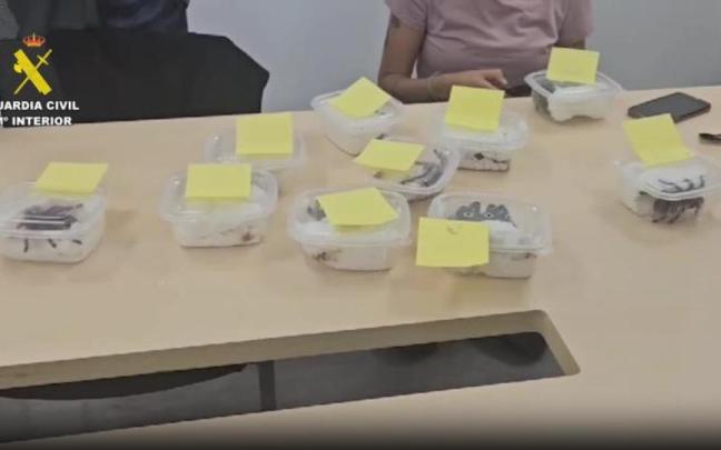 Encuentran 15 tarántulas en 'tuppers' en el aeropuerto de Barajas. Encuentran 15 tarántulas en 'tuppers' en el aeropuerto de Barajas.