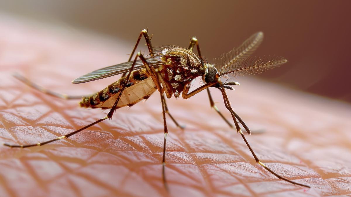 La llegada del buen tiempo hace que aparezcan los primeros mosquitos en casa