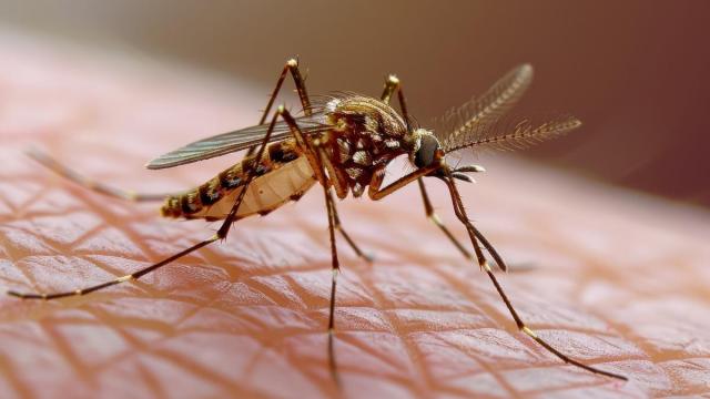 La llegada del buen tiempo hace que aparezcan los primeros mosquitos en casa