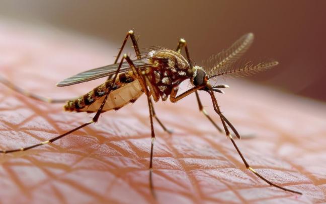 La llegada del buen tiempo hace que aparezcan los primeros mosquitos en casa