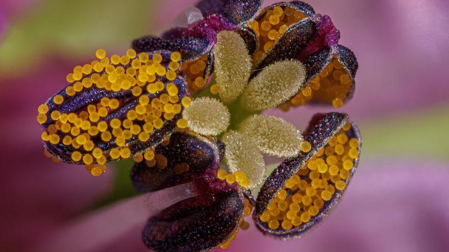 'Polinización y la agricultura', obra premiada en la categoría 'General' de FotCiencia 2023.