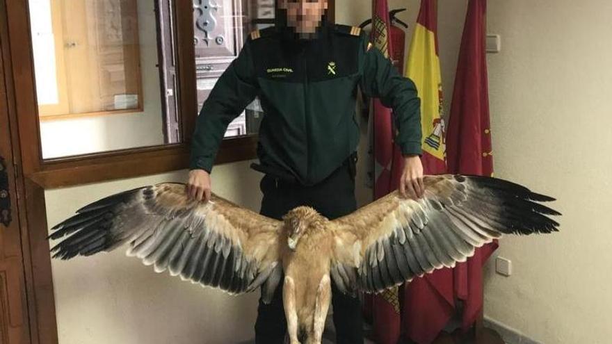 Cuatro titulares de líneas eléctricas, investigados por la muerte de 45 aves protegidas en Ávila.