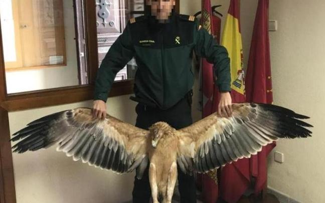 Cuatro titulares de líneas eléctricas, investigados por la muerte de 45 aves protegidas en Ávila.