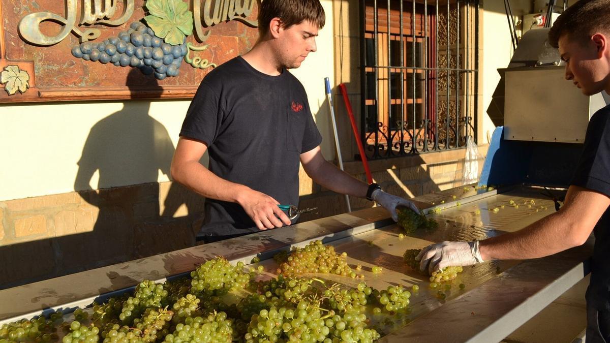 Amaia Barredo: “Rioja Alavesa destaca hoy por el talento que sus jóvenes generaciones proyectarán en el sector vitivinícola hacia el futuro”