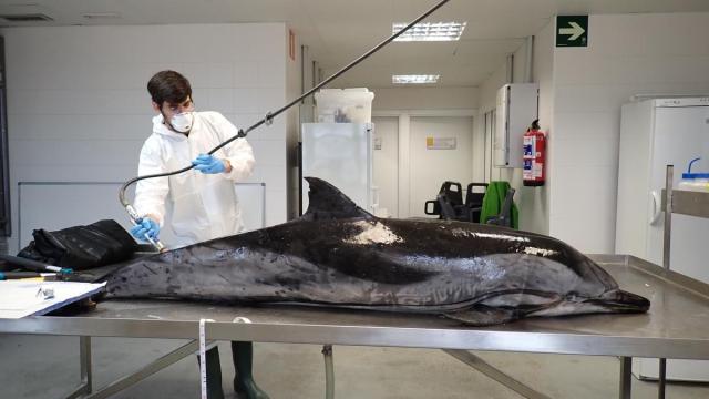 El biólogo usurbildarra Denis Benito, en la imagen, recomienda avisar inmediatamente al 112 en caso de ver animales marinos varados.	[Fotos: Cedidas]